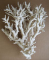 /products/guide-to-shells-of-papua-new-guinea-alan-hilton/